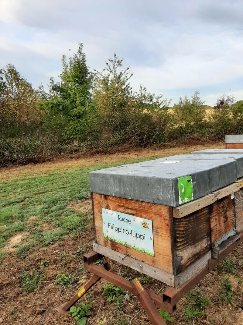 La ruche Filippino-Lippi