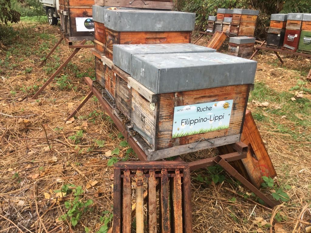 La ruche Filippino-Lippi