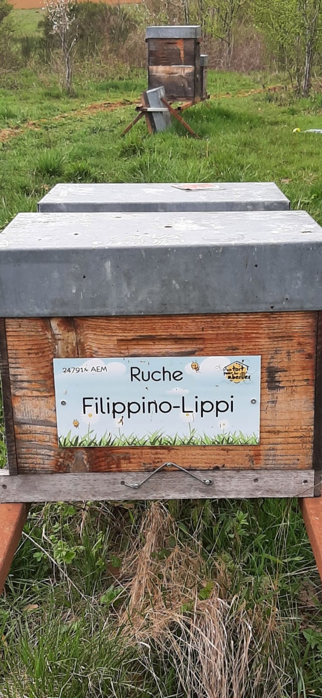 La ruche Filippino-Lippi