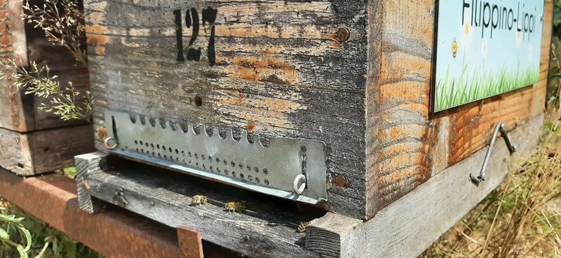 La ruche Filippino-Lippi