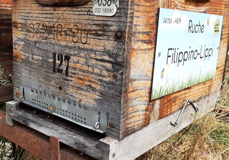 La ruche Filippino-Lippi