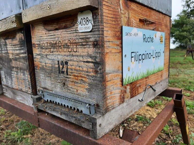 La ruche Filippino-Lippi