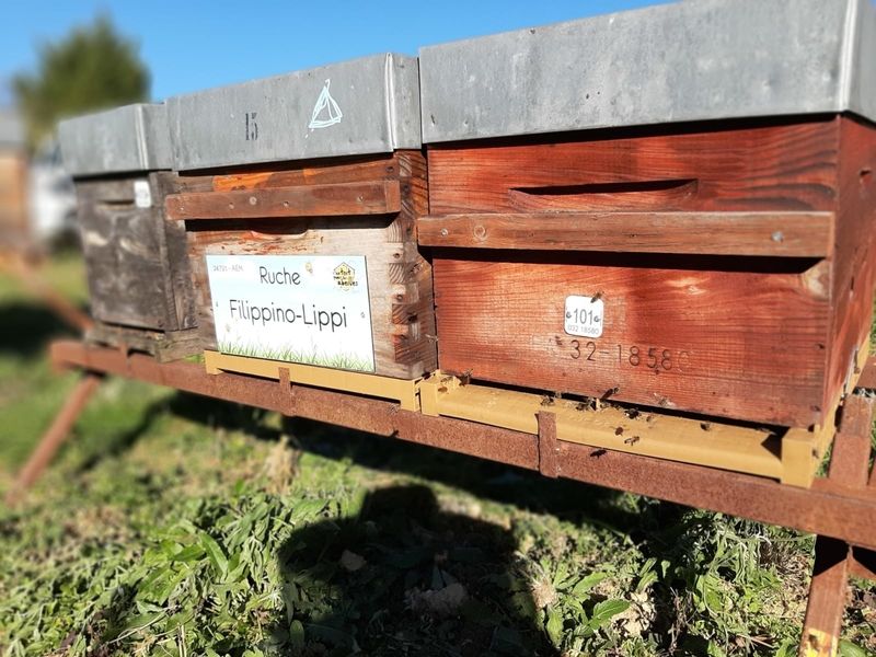 La ruche Filippino-Lippi