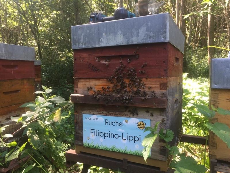 La ruche Filippino-Lippi