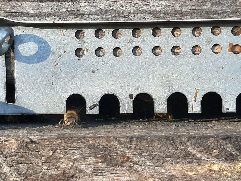 La ruche Filippino-Lippi