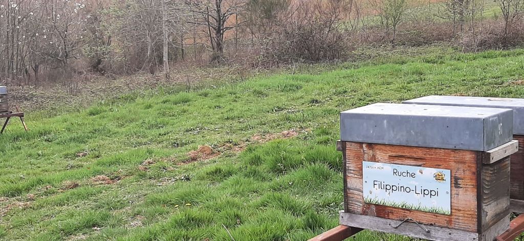La ruche Filippino-Lippi