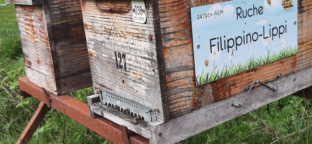 La ruche Filippino-Lippi