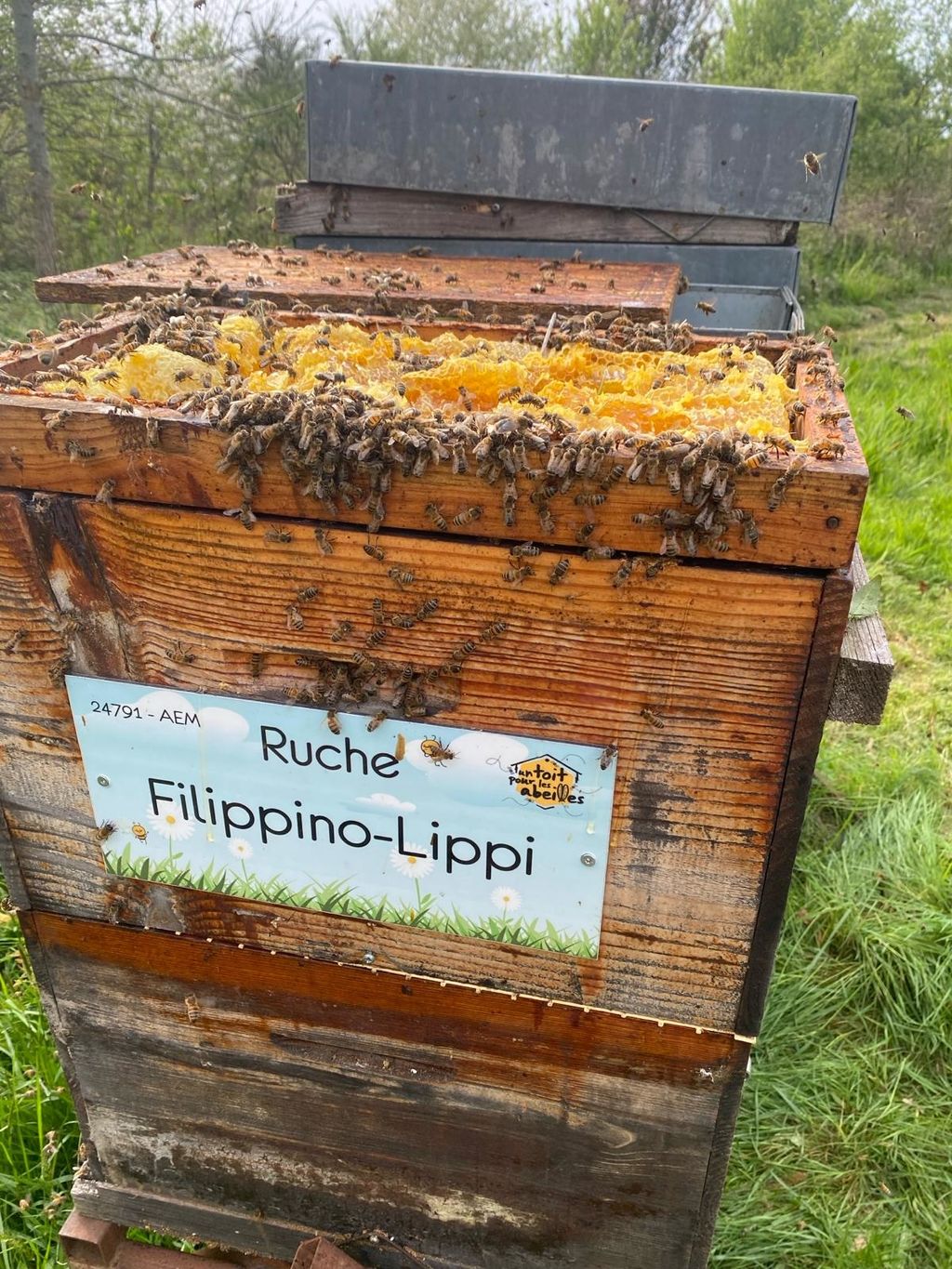 La ruche Filippino-Lippi