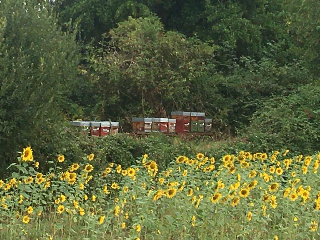 La ruche Filippino-Lippi