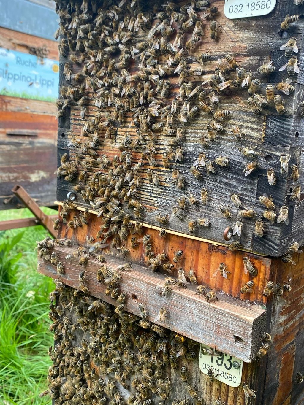 La ruche Filippino-Lippi