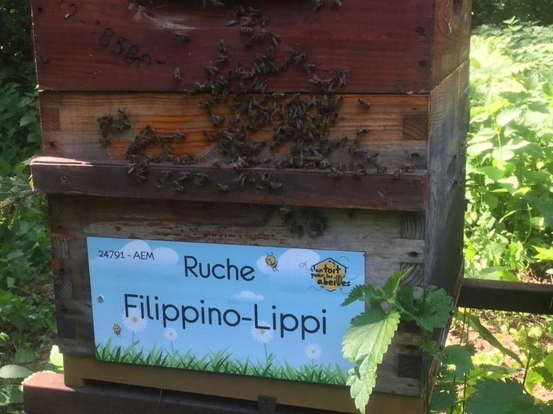 La ruche Filippino-Lippi