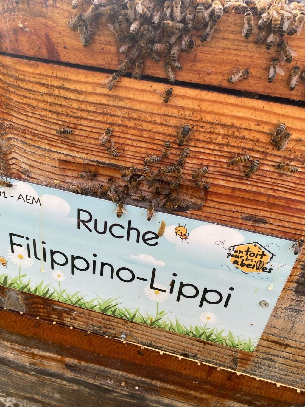 La ruche Filippino-Lippi