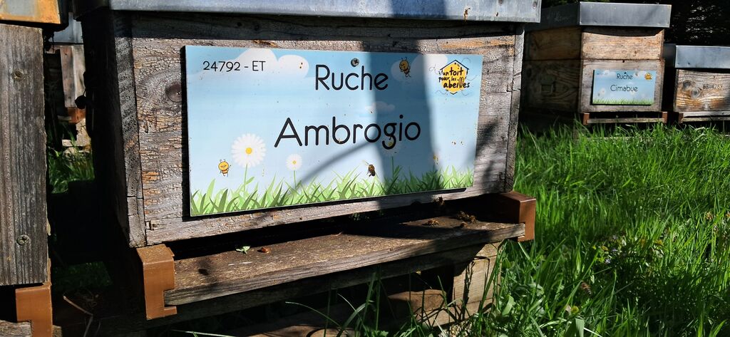 La ruche Ambrogio