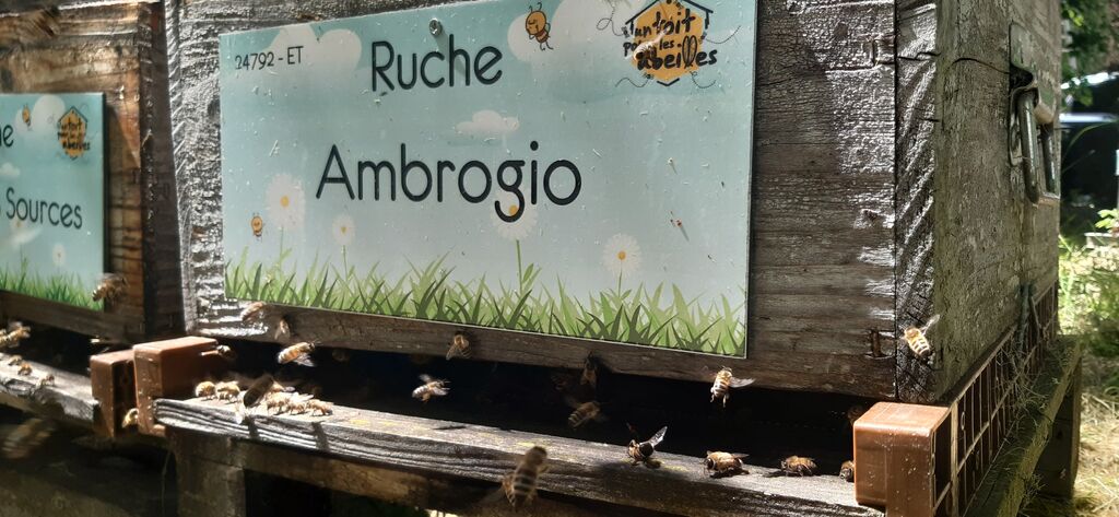 La ruche Ambrogio
