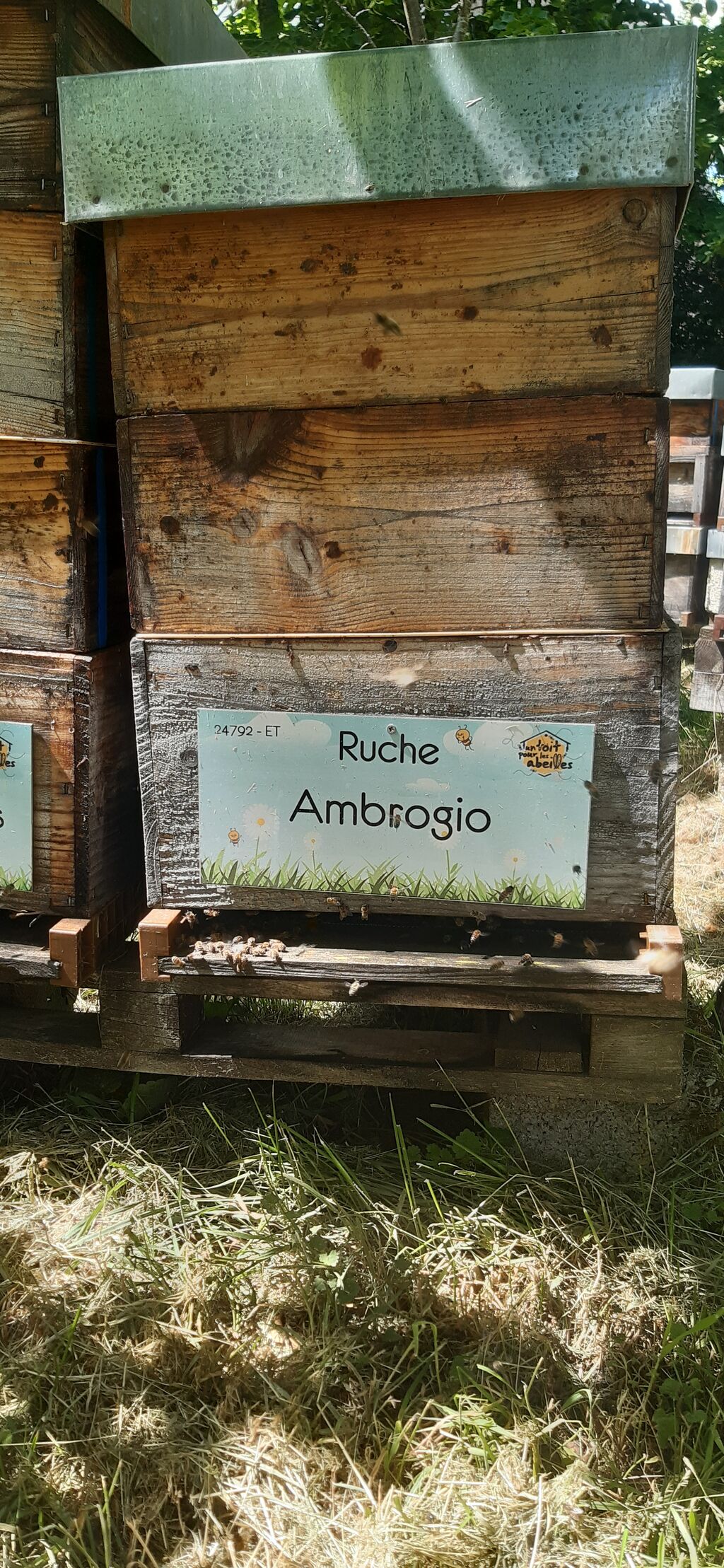 La ruche Ambrogio