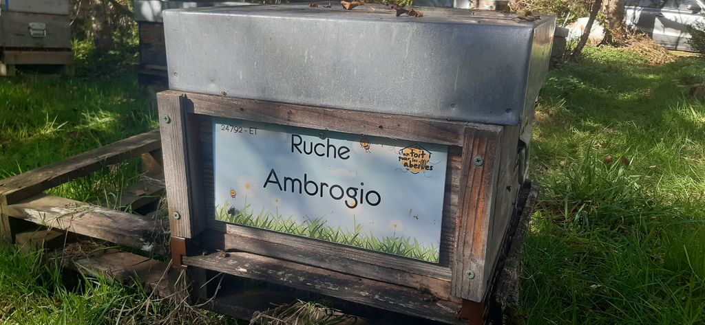 La ruche Ambrogio