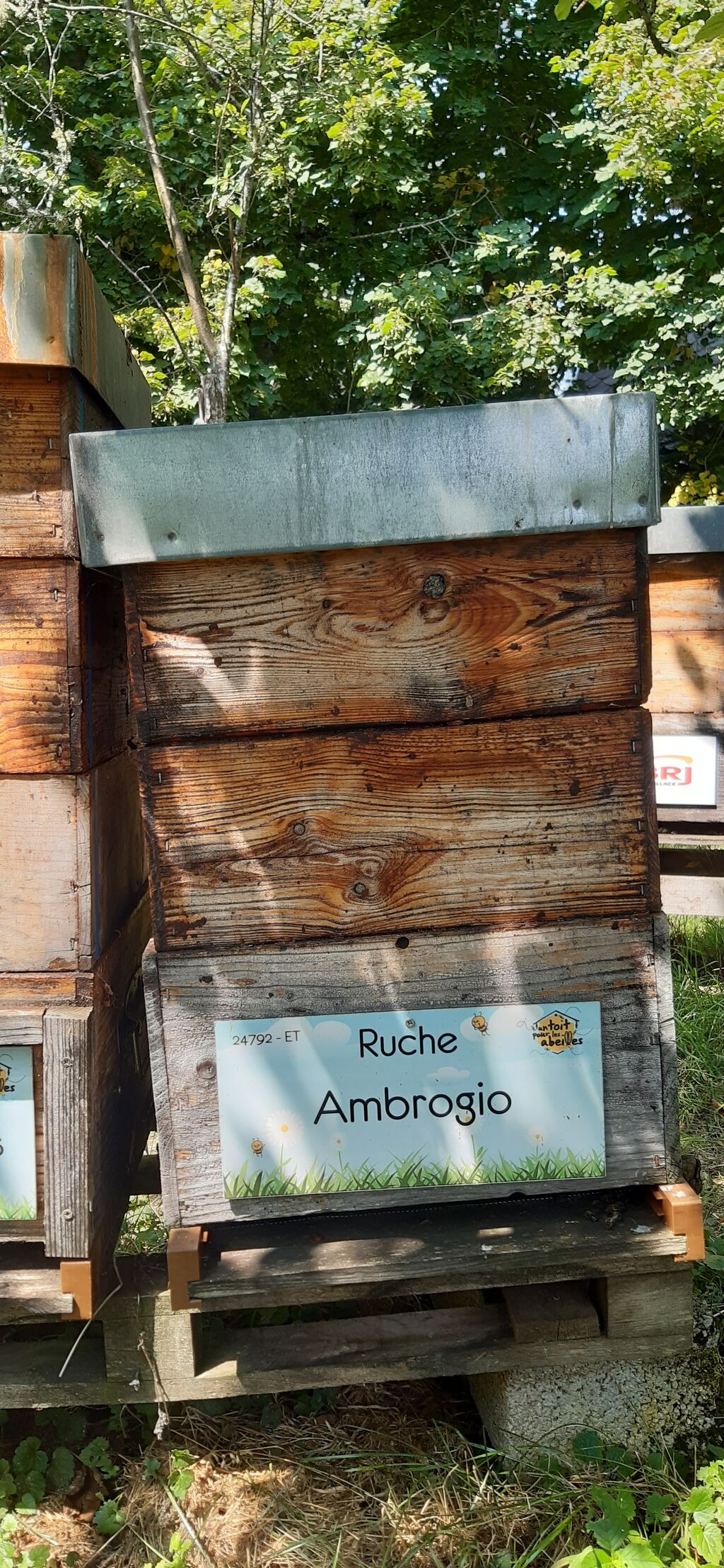 La ruche Ambrogio