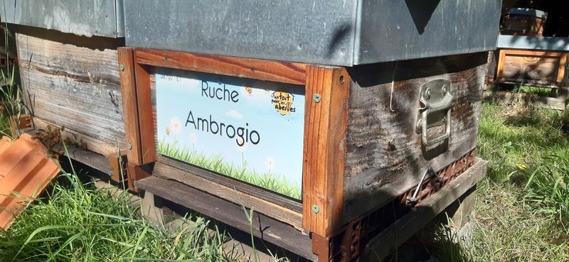 La ruche Ambrogio