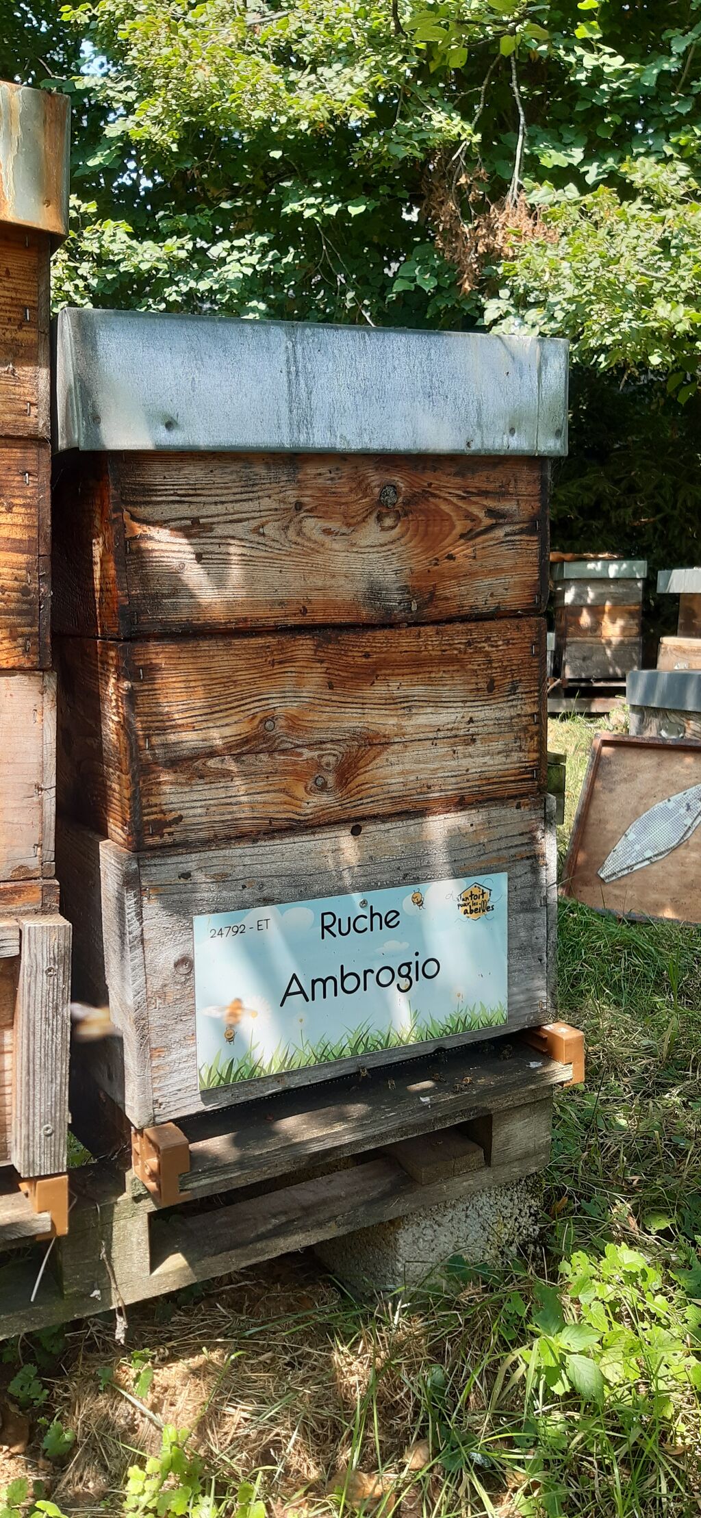 La ruche Ambrogio