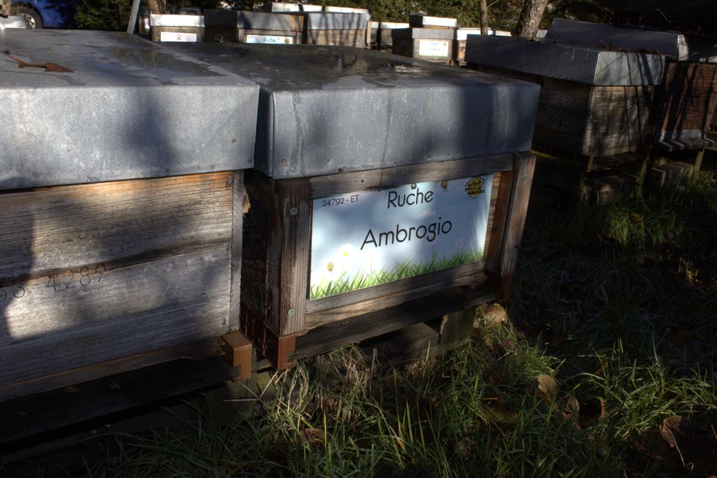 La ruche Ambrogio