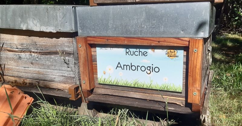 La ruche Ambrogio