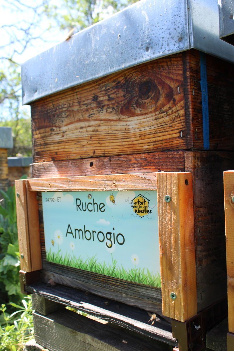 La ruche Ambrogio