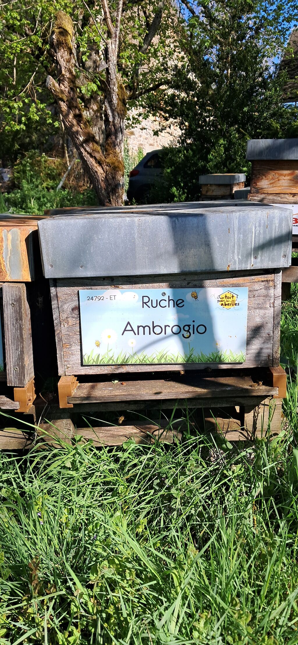La ruche Ambrogio