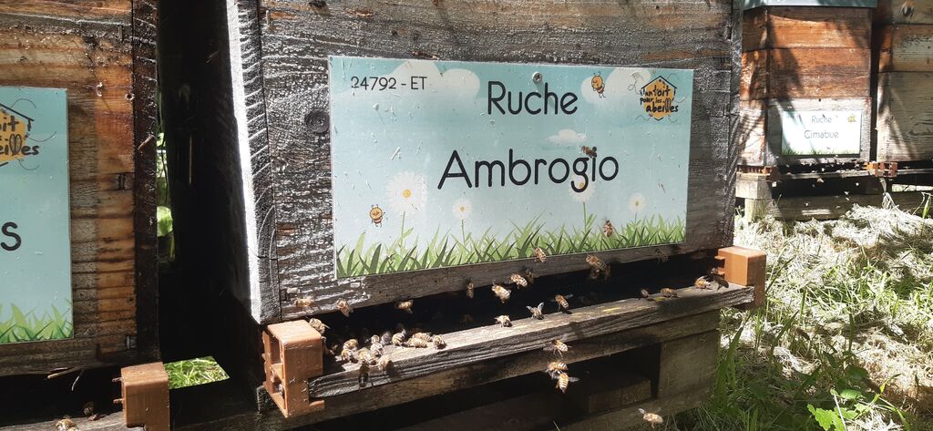 La ruche Ambrogio