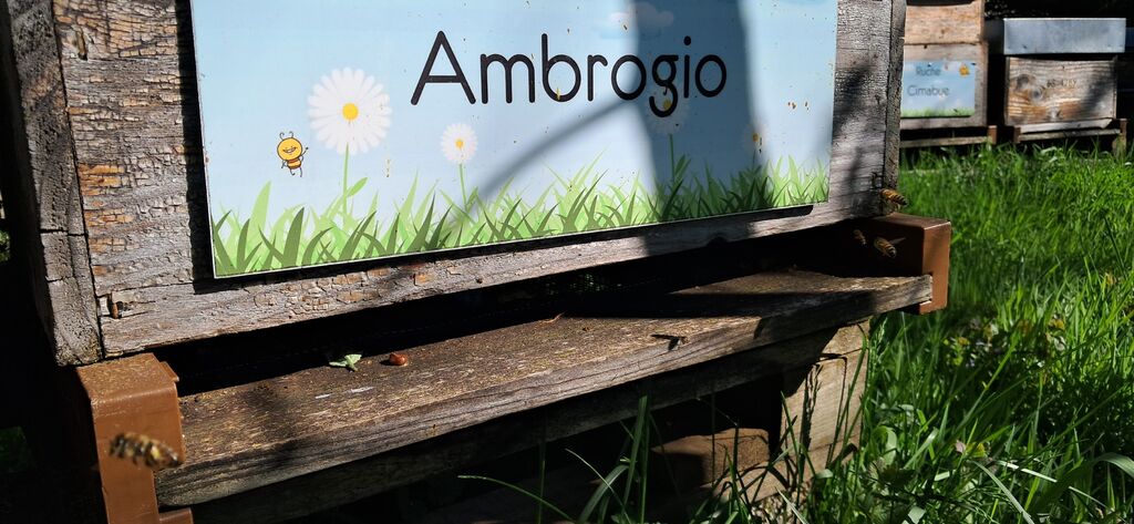 La ruche Ambrogio