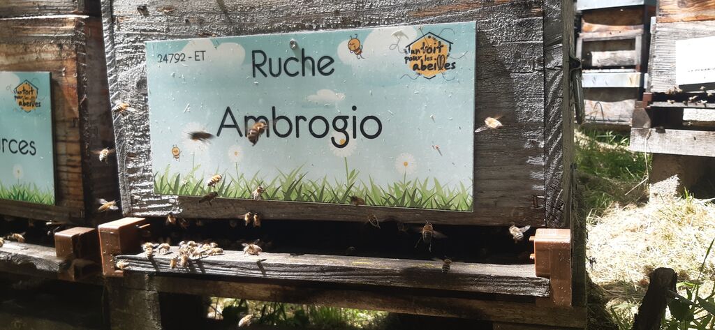 La ruche Ambrogio