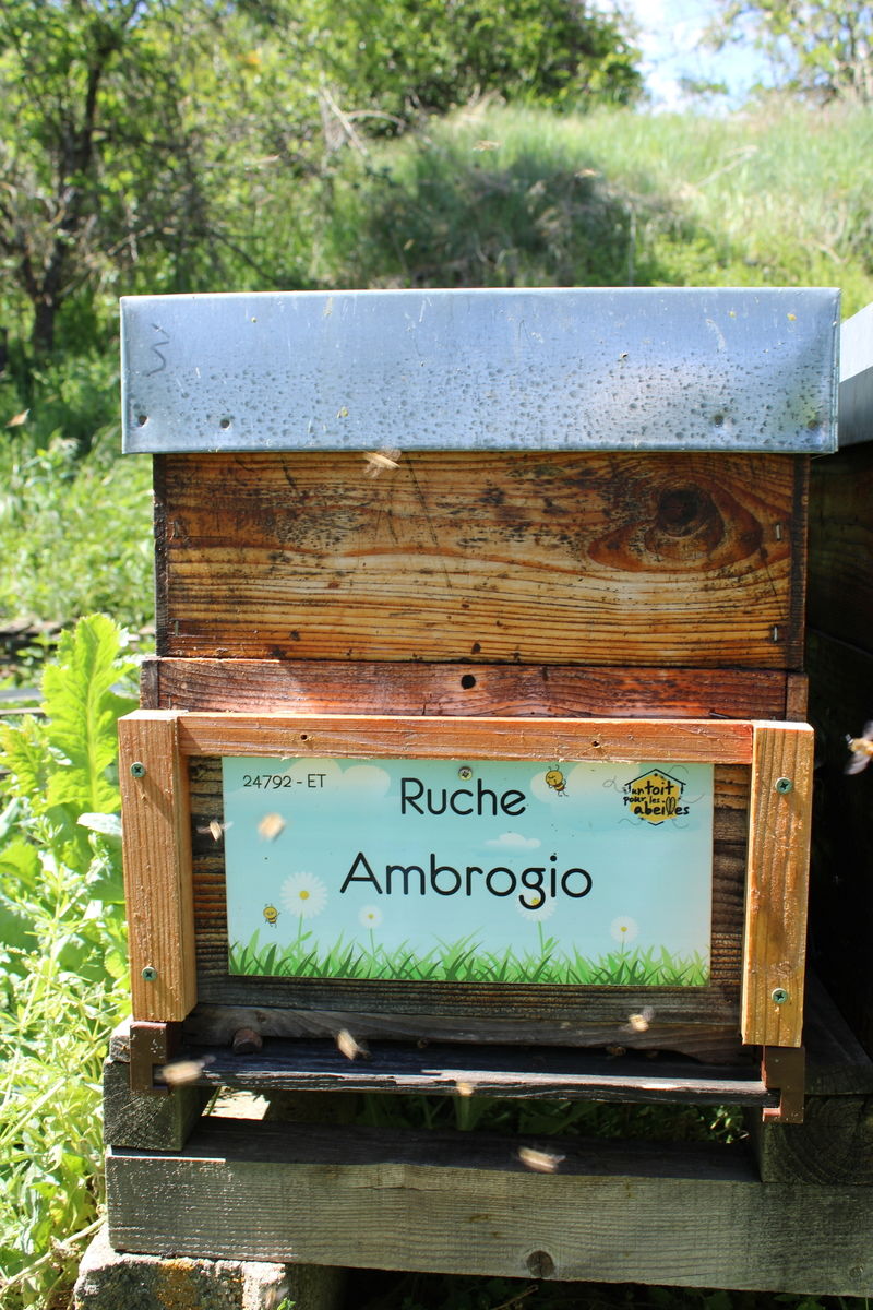 La ruche Ambrogio