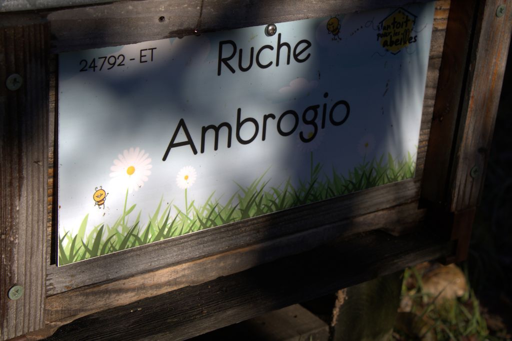 La ruche Ambrogio