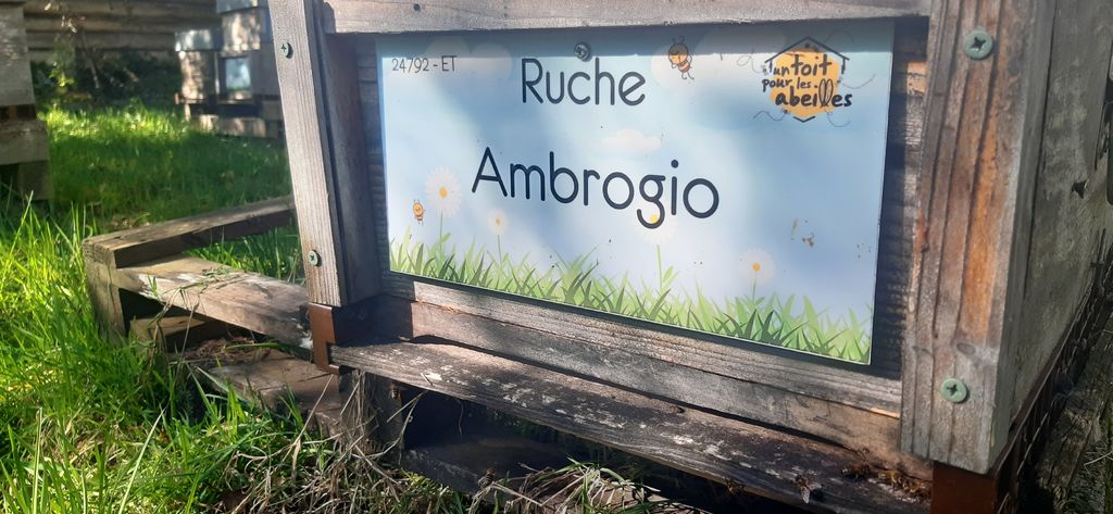 La ruche Ambrogio