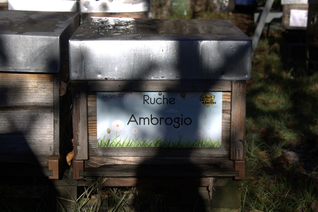 La ruche Ambrogio