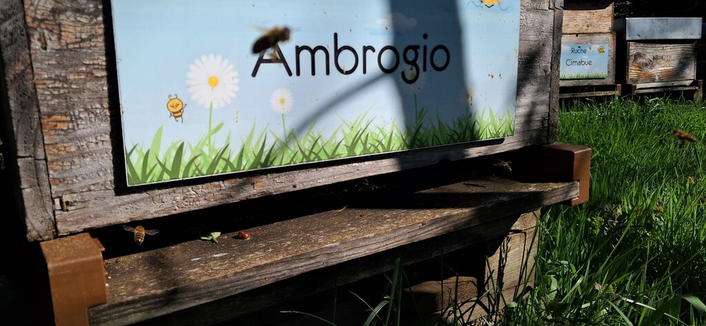 La ruche Ambrogio