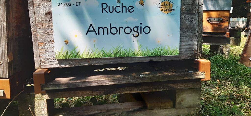 La ruche Ambrogio