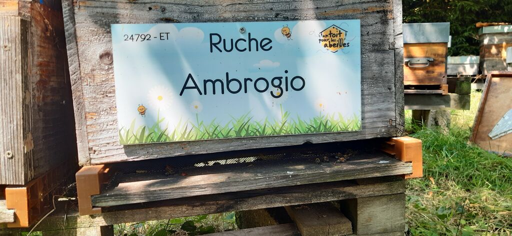 La ruche Ambrogio