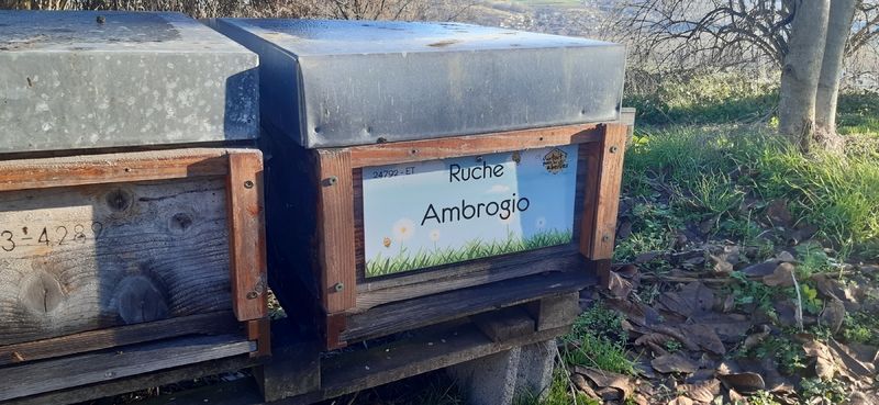 La ruche Ambrogio