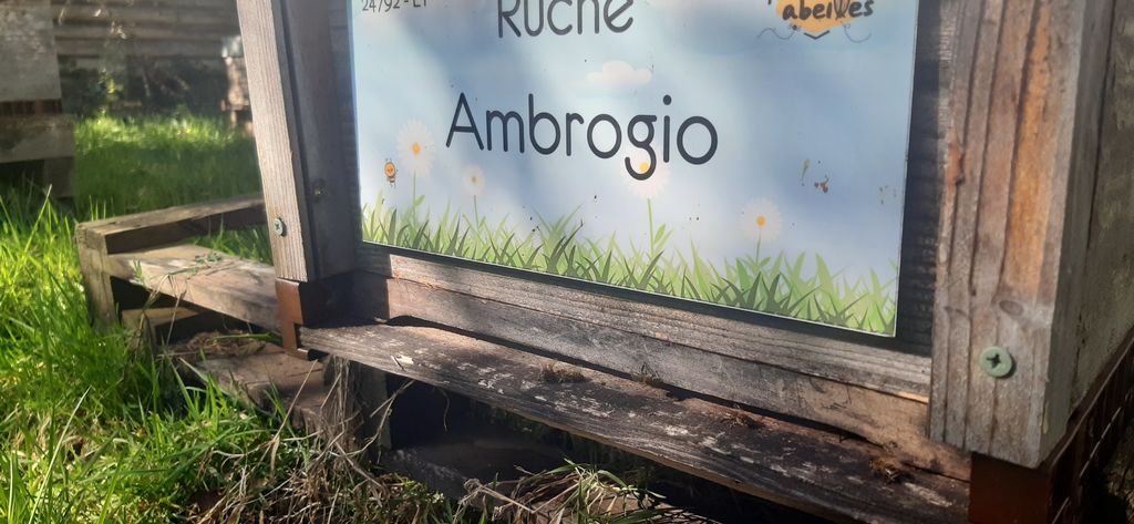La ruche Ambrogio