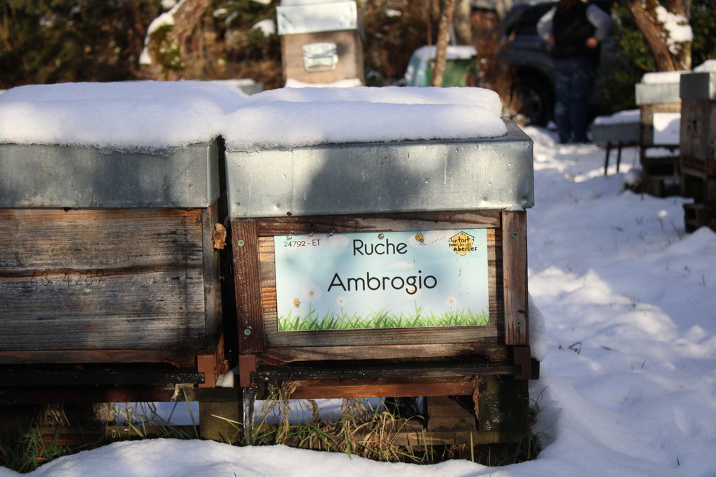 La ruche Ambrogio