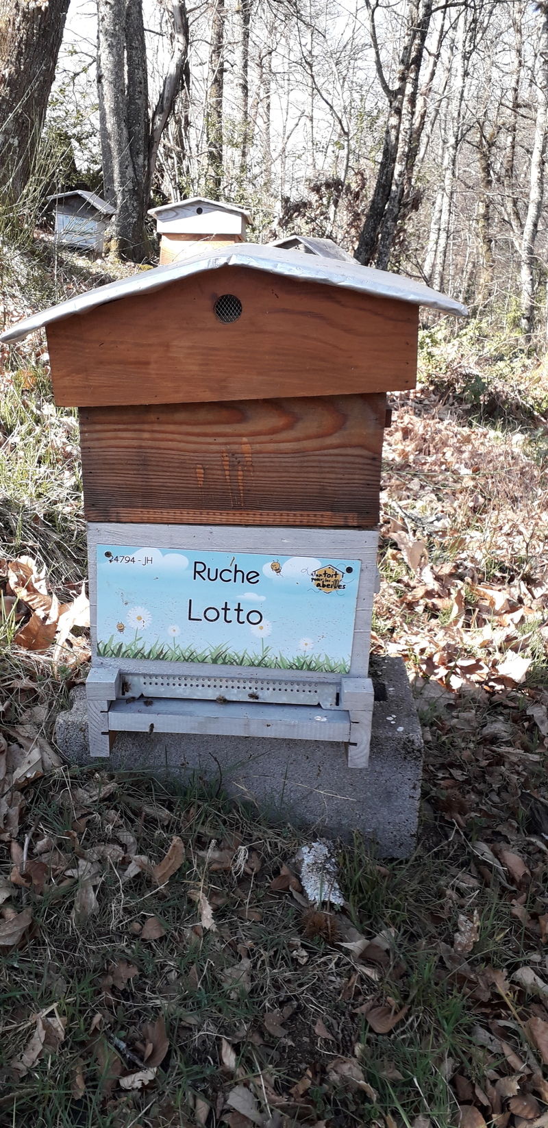 La ruche Lotto