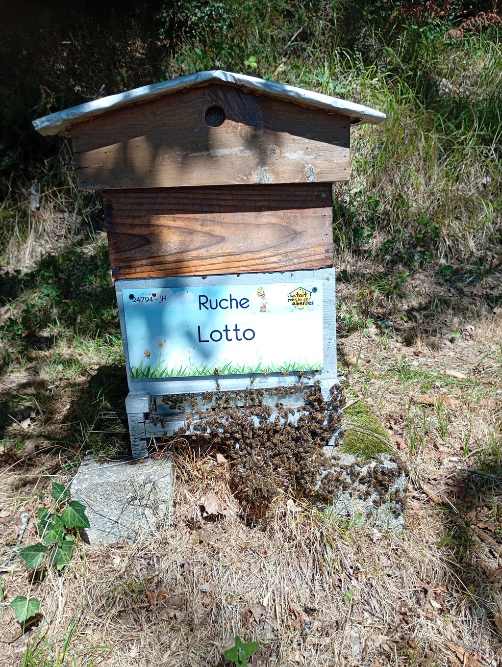 La ruche Lotto