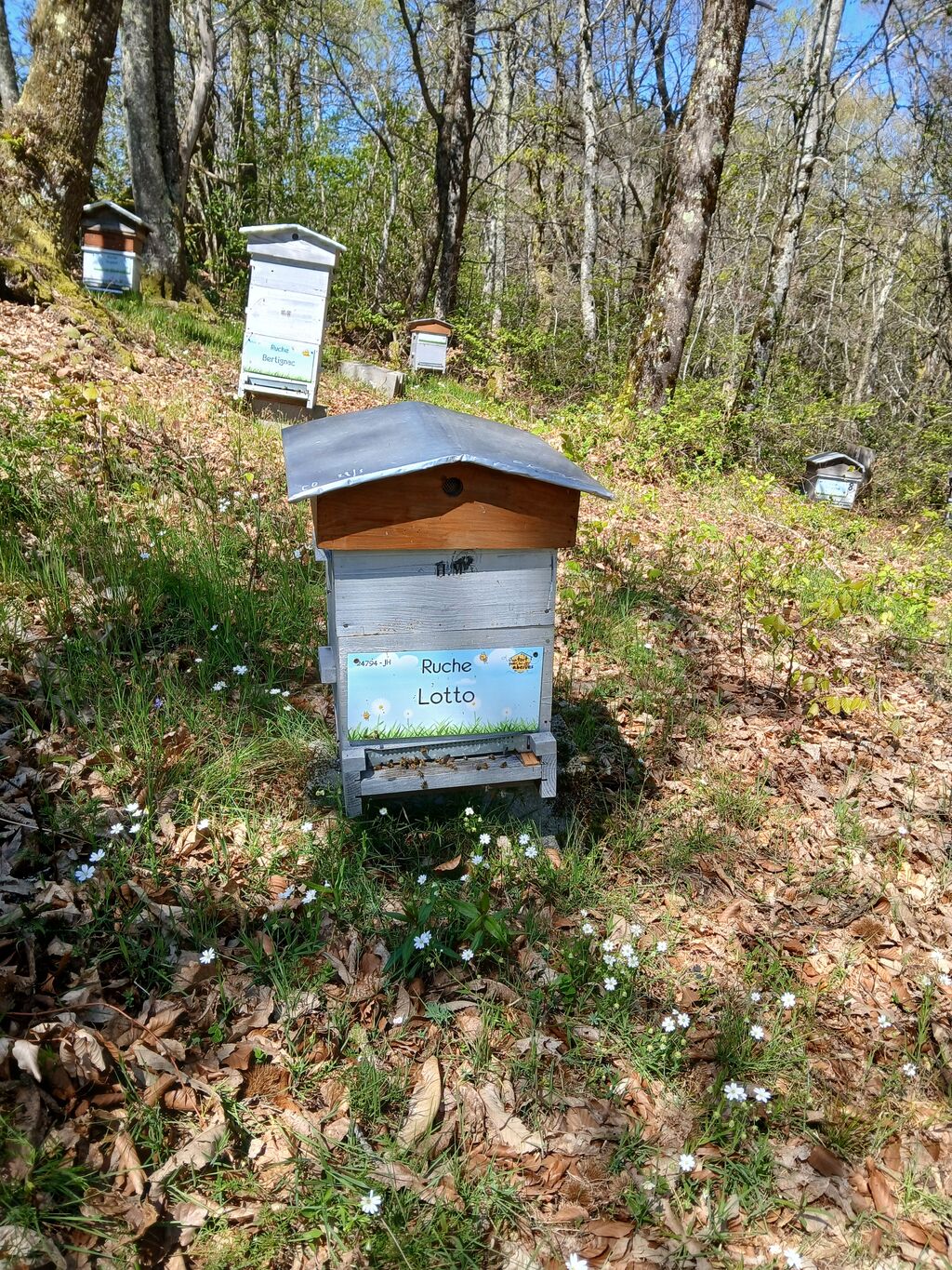 La ruche Lotto