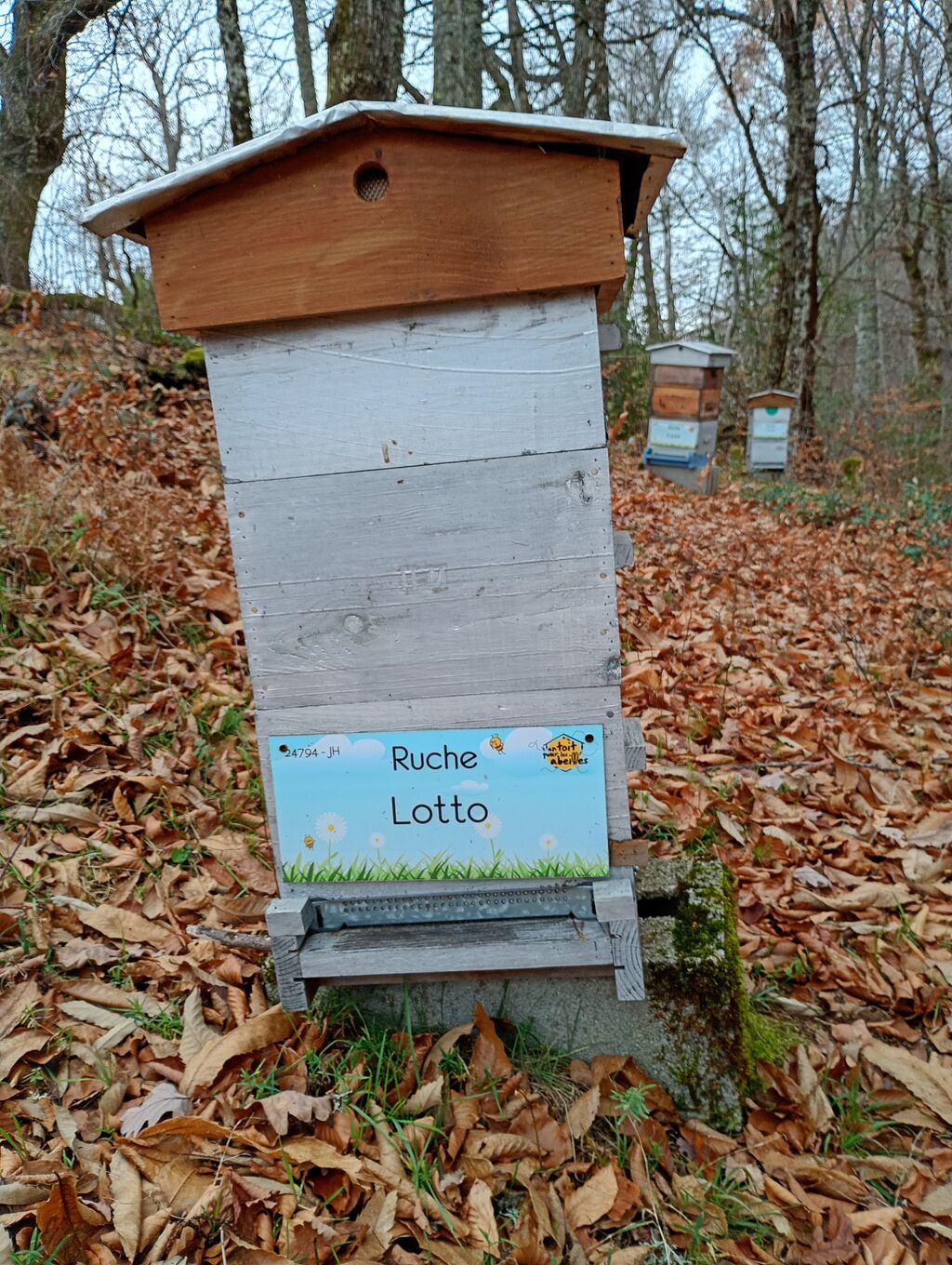 La ruche Lotto