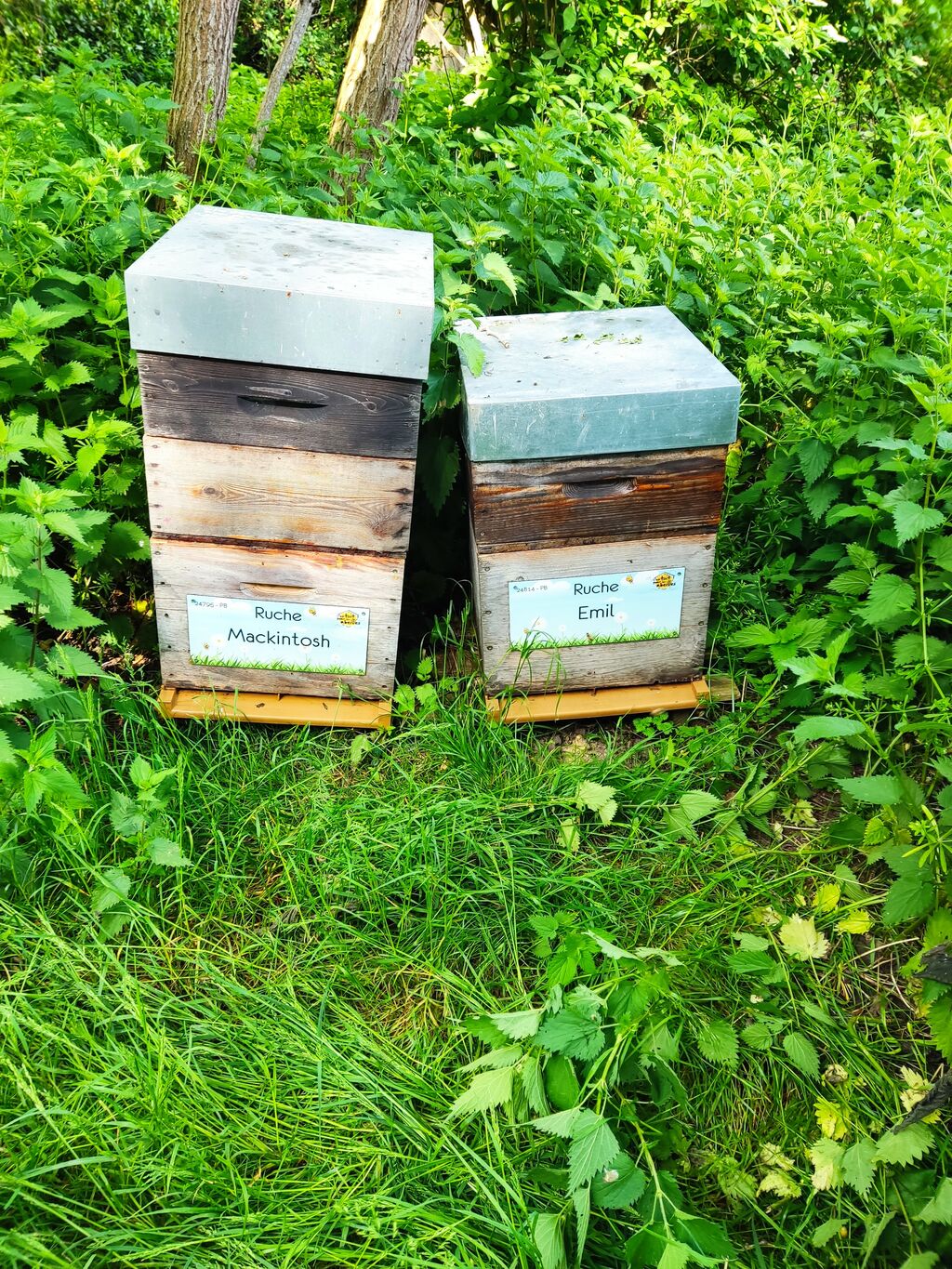 La ruche Mackintosh