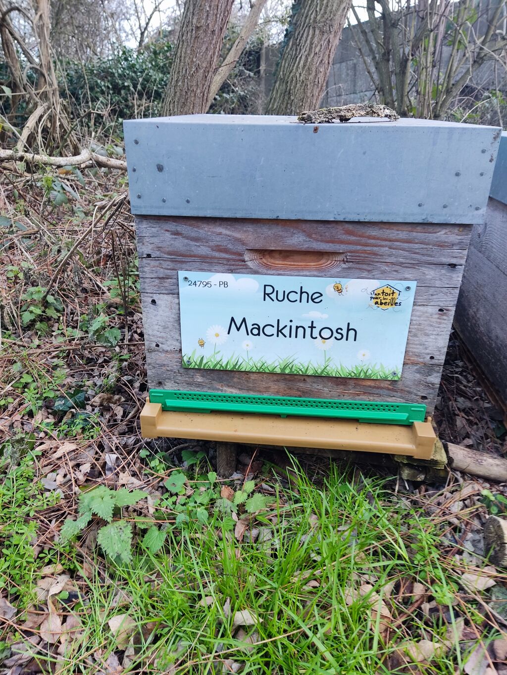 La ruche Mackintosh