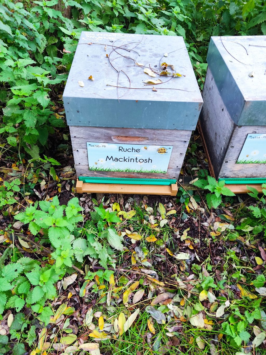 La ruche Mackintosh