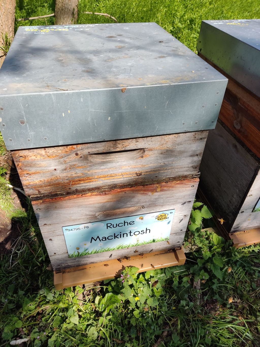 La ruche Mackintosh