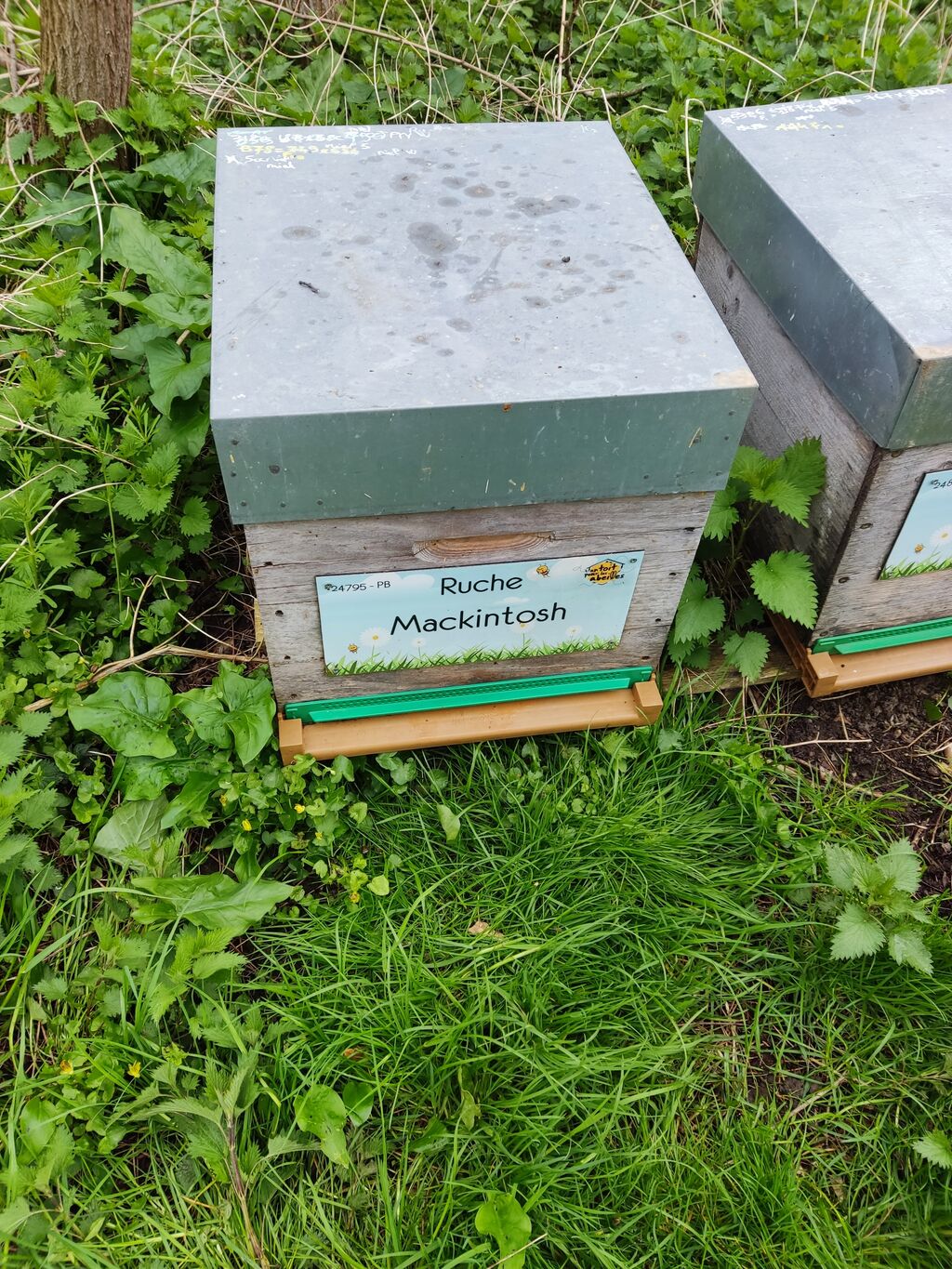 La ruche Mackintosh