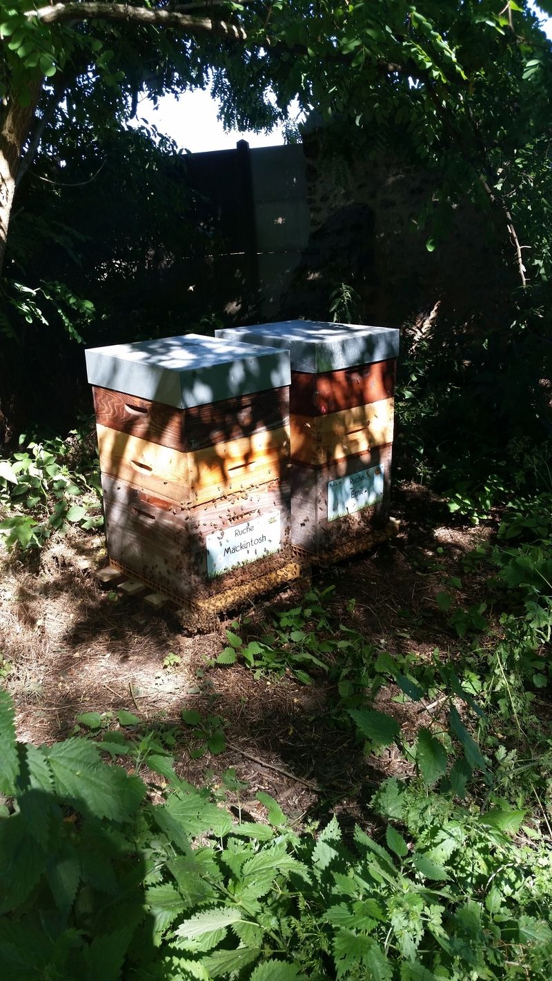 La ruche Mackintosh